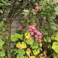 فروش خانه سند دار ویلایی قابل تهاترآپارتمان در کرج|فروش خانه و ویلا|رودبنه, |دیوار