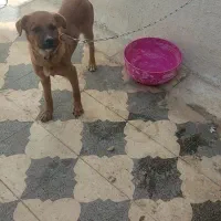 واگذاری سگ سرابی