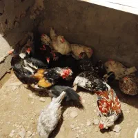 تخم مرغ گلین|حیوانات مزرعه|محمدشهر, ولدآباد|دیوار