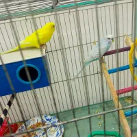 مرغ عشق جفت|پرنده|سیرجان, |دیوار