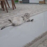 نژاد اصل اسکاتیش ،دوساله،عقیم نشده و فحل
