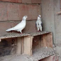 کبوتر گمشده