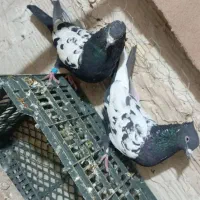 سینه دم سیاه نر و ماده پرشی