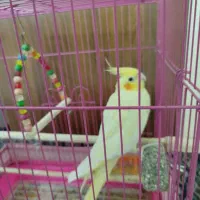 طوطی عروس پنج ماهه ماده با قفس