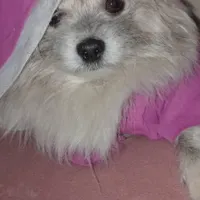 سگ ۳ ساله شناسنامه دار