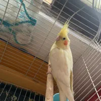 عرویس هلندی و برزیلی|پرنده|قرچک, میرزائی شمالی|دیوار