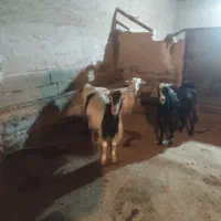 سه راس بز داشتی و مالچه،درجه یک برای داشت|حیوانات مزرعه|حمیل, |دیوار