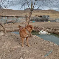 واگزاری سگ قدرجانی|سگ|کیار, |دیوار