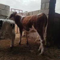 3راس تلیسه جنس خوب|حیوانات مزرعه|اینچه برون, |دیوار