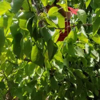 فروش-باغچه-500-متری-تخت-رستم