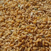 ارزن و جو و گندم و بذر یونجه