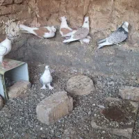 کفتر