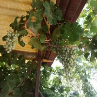 ابغوره|خوردنی و آشامیدنی|همدان, |دیوار