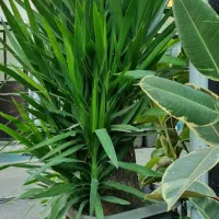 آپارتمانی لوکس بزرگ و کوچیک ۳۰٪تخفیف|گل و گیاه طبیعی|تهران, زیبادشت|دیوار