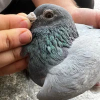 پلاکی بهترین جوجه بهترین نسل