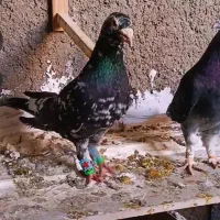 سار سیاه|پرنده|تربتحیدریه, قائم|دیوار