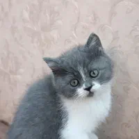 گربه بریتیش اصل وخاص