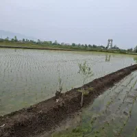 فروش زمین کشاورزی (شالیزار) ۲۵۴۳ مترمربع|فروش دفتر صنعتی، کشاورزی، تجاری|رودسر, |دیوار