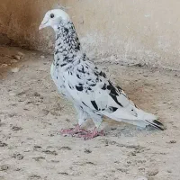 کفتر پلاکی|پرنده|شیراز, احمدآباد|دیوار