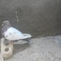 حیوون فروشی|پرنده|تربت‌حیدریه, آغوی|دیوار