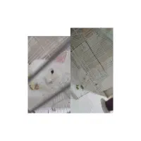 خرگوش