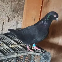 معاوضه|پرنده|بندر گناوه, |دیوار