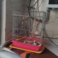 عروس هلندی|پرنده|دیواندره, |دیوار