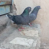کفتر یا کبوتر