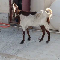 بزمری‌