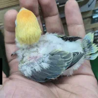 طوطی برزیلی ،کوتوله برزیلی