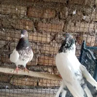 کبوتر طوقی کله دم سبز