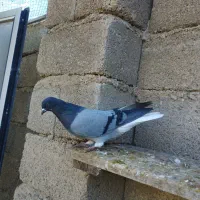 سبز نر تخت دم سفید|پرنده|چرداول, |دیوار