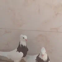 یک جفت طوقی