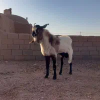 چبش|حیوانات مزرعه|بجستان, |دیوار