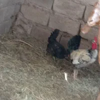 خروس معاوضه بوقلمون