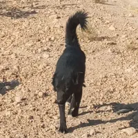 فروش سگ|سگ|سروستان, |دیوار