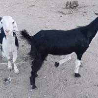 دوتا بز مری ۲قلوزا