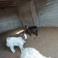 بزغاله درجه یک پول لازم هستم