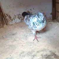 کبوتر جوان|پرنده|رشت, شهرک احمد خمینی|دیوار