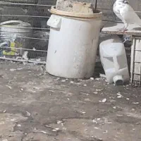 کفتر