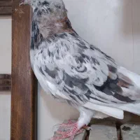 سرور 'هماسرور نروماده پرشی|پرنده|اصفهان, مصلی|دیوار