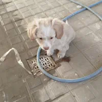 پاپی دوماه شیتزو قیمت 2500