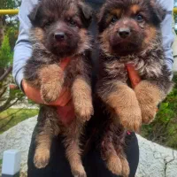 سگ ژرمن شپردشولاین موکلاسیک کینگ شاه توله(نروماده)|سگ|تهران, وردآورد|دیوار