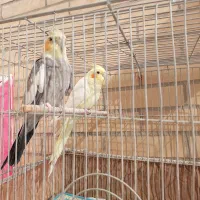 عروس هلندی مولد