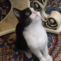 واگذاری رایگان بچه گربه ۴ماهه دختر شیطون|گربه|تبریز, |دیوار