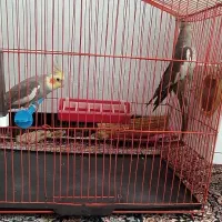 پرنده|پرنده|مریوان, |دیوار