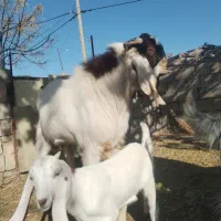 نربز پاکستانی