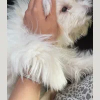 سگ شیتزو تریر|سگ|سیرجان, |دیوار