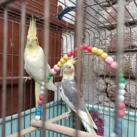 جفت عروس مولد|پرنده|اردبیل, |دیوار