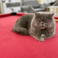 گربه